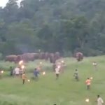 छत्तीसगढ़ के इस गांव में हाथी लोगों के घरों को तोड़ रहे, झुड ने दौड़ाया ग्रामीणों को