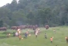 छत्तीसगढ़ के इस गांव में हाथी लोगों के घरों को तोड़ रहे, झुड ने दौड़ाया ग्रामीणों को