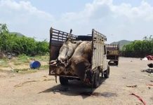 लंपी वायरस से देशभर में 58 हजार से ज्यादा गायों की मौत, इन 16 राज्यों में फैली बीमारी