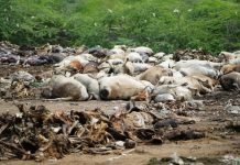 बीकानेर में लंपी से 10 हजार से अधिक गायों की मौत, प्रशासन की लापरवाही से लोग परेशान