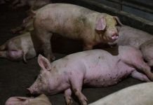 छत्तीसगढ़ में स्वाइन फ्लू हुआ जानलेवा, 10 लोगों की मौत से मचा हड़कंप