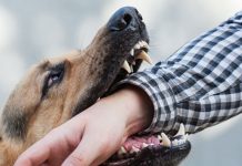 कुत्ते ने काटा तो मालिक देगा भारी जुर्माना, पालतू जानवरों के लिए नए नियम लागू