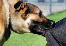 कुत्तों का आतंक, 1 और 11 साल की बच्ची पर किया हमला, एक की हालत गंभीर