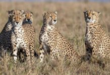 अफ्रीका से फिर भारत लाए जाएंगे 14 और चीते, नामीबिया सरकार से हुआ समझौता