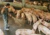 CG में नई बीमारी: बालोद में मर गए 40 से ज्यादा सूअर, ग्रामीण दहशत में