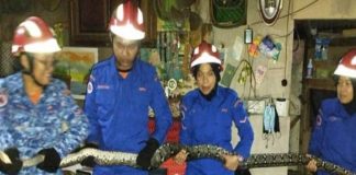 टीवी देख रहा था परिवार, अचानक छत तोड़ सिर पर आ गिरा 8 किलो का 10 फीट लंबा अजगर