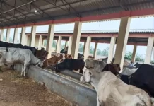 45 गायों की मौत के मामले में बड़ा खुलासा, खाल-हड्डी के धंधेबाजों ने दिया था गायों को जहर, चार गिरफ्तार