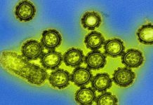 होली के बीच लोग सर्दी, खांसी, बुखार से परेशान, अब इस गंभीर बीमारी ने डराया; ये लक्षण दिखे तो तुरंत हो जाएं सावधान