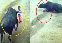 बच्चे का दुश्मन बना सांड, पहले सींग से उठाकर पटका और फिर सीने पर जा बैठा