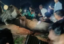 बारिश से बड़ा हादसा, मंदिर की शेड पर पेड़ गिरने से 7 की मौत, 30 लोग घायल