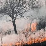 जंगलों में भड़की आग से मरने वालों की संख्या बढ़कर हुई 53, जिंदा बचे लोगों की तलाश जारी