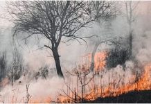 जंगलों में भड़की आग से मरने वालों की संख्या बढ़कर हुई 53, जिंदा बचे लोगों की तलाश जारी