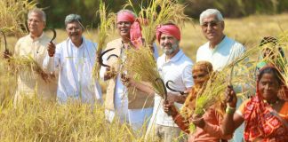 सिर पर गमछा और हाथ में दरांती लेकर खेत में पहुंचे राहुल गांधी, छत्तीसगढ़ में की धान की कटाई