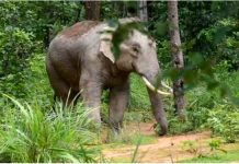 CG के ग्रामीण क्षेत्रों में घुसा दंतैल हाथी, दर्जन भर से अधिक गांवों में अलर्ट जारी
