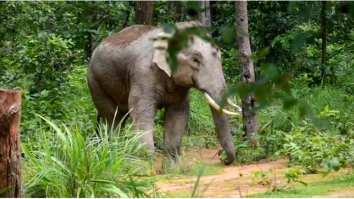 hathi-elephant-1