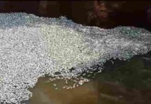 शिवनाथ नदी में लाखों मछलियों की गई जान, शराब फैक्ट्री के दूषित पानी के कारण ऐसा होने की आशंका