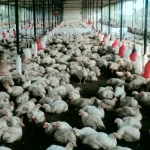 बिलासपुर में बर्ड फ्लू की पुष्टि के बाद 23 हजार मुर्गियों को मारा गया….26 हजार अंडों को किया गया नष्ट….अब रायपुर के मुर्गी फार्म पर भी प्रशासन की नजर….. नवरात्रि के बाद चिकन और अंडों की डिमांड तेज होने के आसार, मगर लोगों को एहतियात बरतने की जरूरत….