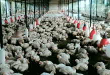 बिलासपुर में बर्ड फ्लू की पुष्टि के बाद 23 हजार मुर्गियों को मारा गया….26 हजार अंडों को किया गया नष्ट….अब रायपुर के मुर्गी फार्म पर भी प्रशासन की नजर….. नवरात्रि के बाद चिकन और अंडों की डिमांड तेज होने के आसार, मगर लोगों को एहतियात बरतने की जरूरत….