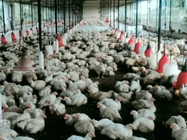 बिलासपुर में बर्ड फ्लू की पुष्टि के बाद 23 हजार मुर्गियों को मारा गया….26 हजार अंडों को किया गया नष्ट….अब रायपुर के मुर्गी फार्म पर भी प्रशासन की नजर….. नवरात्रि के बाद चिकन और अंडों की डिमांड तेज होने के आसार, मगर लोगों को एहतियात बरतने की जरूरत….