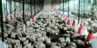 बिलासपुर में बर्ड फ्लू की पुष्टि के बाद 23 हजार मुर्गियों को मारा गया….26 हजार अंडों को किया गया नष्ट….अब रायपुर के मुर्गी फार्म पर भी प्रशासन की नजर….. नवरात्रि के बाद चिकन और अंडों की डिमांड तेज होने के आसार, मगर लोगों को एहतियात बरतने की जरूरत….