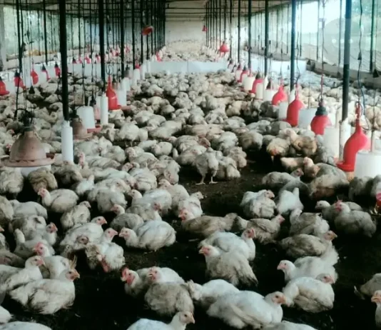 बिलासपुर में बर्ड फ्लू की पुष्टि के बाद 23 हजार मुर्गियों को मारा गया….26 हजार अंडों को किया गया नष्ट….अब रायपुर के मुर्गी फार्म पर भी प्रशासन की नजर….. नवरात्रि के बाद चिकन और अंडों की डिमांड तेज होने के आसार, मगर लोगों को एहतियात बरतने की जरूरत….